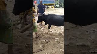 cow unloading, cow videos, cow video, big cow, goru hamba cow(1)k