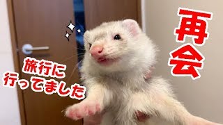 【3日ぶりの再会】旅行へ行ってました　フェレットフクともちおの成長日記　FERRET　GROWTH　DIARY