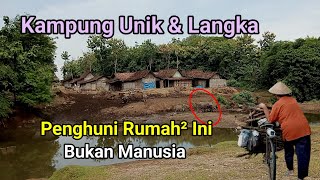 Kampung Unik Dan Langka Pulau Jawa Di Widodaren Ngawi Jawa Timur Hunian Ratusan Kerbau Mirip Afrika