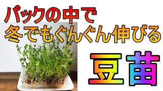 豆苗を2倍楽しむ