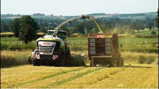 Silaging the Whole Crop Rye.  Claas 980 and Friends.