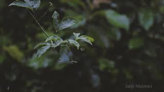 RAIN DROPS | MAZHA| മഴ | RAIN Whatsapp status