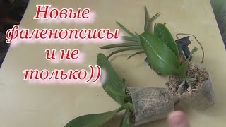 Два новых фаленопсиса Mituo за 10 дней до НГ. А также интересный гибрид ренантеры и аскоцентрума.