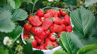 Lincoln Strawberry Festival in Loudoun County, May 18-19