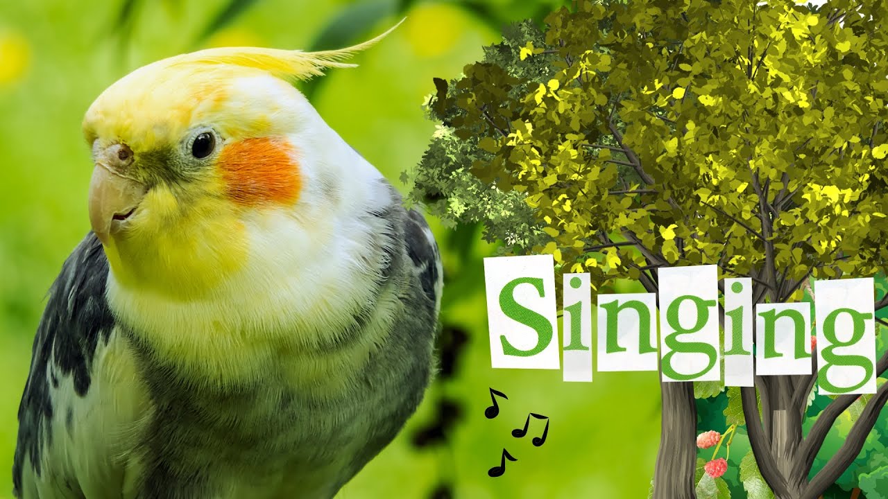 Happy Cockatiel Bird Singing And Talking рџ њрџ љ Youtube