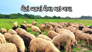 ઘેટાં બકરાં પાછા મેલા થઇ ગયા | ઘેટાં બકરાં | ગુજરાત ના ઘેટાં બકરાં