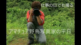 【ルーティン】アマチュア野鳥写真家の平日撮影ルーティン