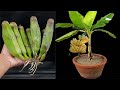 Unique Skill How to grow banana tree from banana || Trees made from bananas