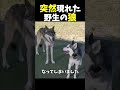 突然現れた野生の狼 感動する話 ほっこりする話 shorts