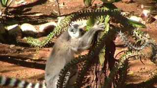 【ワオキツネザル】野生のキツネザルの食事シーン　マダガスカル　かわいい