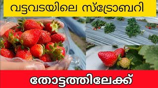 Strawberry farm Vattavada | Strawberry Farm |Vattavada farm | Strawberry |#strawberryfarm #vattavada