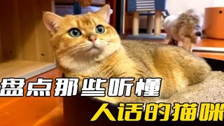 盘点能听懂人话的猫咪