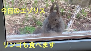 【家に来る動物達】エゾリス編