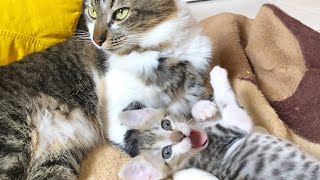 新入り子猫が先住猫たちのやさしい愛の洗礼を受けました…