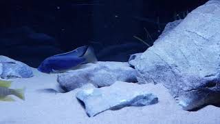 Mylochromis Lateristriga \