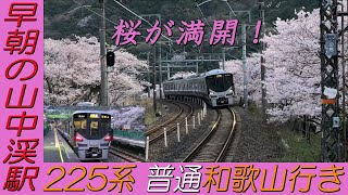 桜満開！早朝の山中渓駅に停車する225系普通和歌山行き