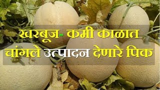 खरबूज!! एकऱ्यात 70 दिवसात दीड ते दोन लाख मिळवून देणारे पीक\nImproved Muskmelon Cultivation