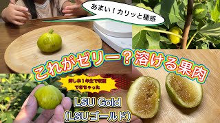 【イチジク食レポ】LSU Gold（LSUゴールド）挿し木1年目で収穫！溶ける様な果肉はまるでゼリー？すっきりとした甘で美味しい品種です。