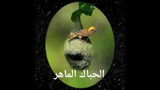 5حقائق عن طائر الحباك