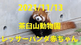 【4K】2021/11/13 茶臼山動物園 レッサーパンダ 双子の赤ちゃん