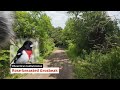 birding by ear in southern ontario canada songbirding summer solstice 2024 birding hike 4k60