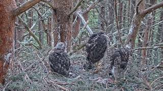 Goshawk Nest RSPB Loch Garten, Scotland - Młode Jastrzębie - 🐥🌹🍀🐥🌹🍀🐥🌹🍀- Hierarchia zachowana