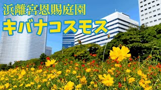 浜離宮恩賜庭園　キバナコスモス　Urban park where Cosmos sulphureus blooms. Hamarikyu Gardens