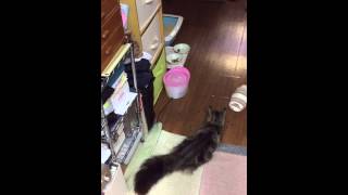 レーザーポインターを追いかける猫