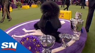 Standard Poodle 'Siba' Walks Away With Best In Show