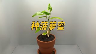 如果将菠萝蜜从种子开始种植，多久才能长出果实呢？ #菠萝蜜