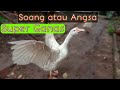 Cara membuat Soang / Angsa Menjadi Galak || Angsa Putih