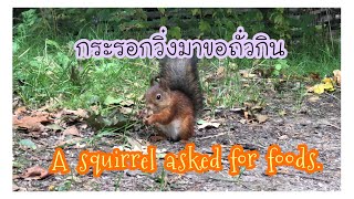 Squirrel come to ask for foods. กระรอกวิ่งมาหา มาขอถั่วกิน