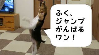 ジャンプ【おてんばビーグルふくちゃん】その34