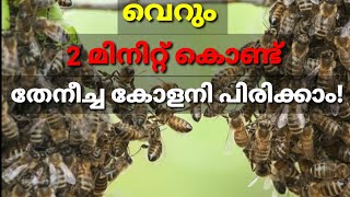 honey bee colony division | രണ്ട് മിനുട്ട് കൊണ്ട് തേനീച്ച കോളനി പിരിക്കാം