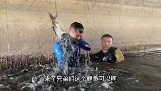 桥洞下没想到这么多大货？东子下水直接傻眼，一会就是几十斤