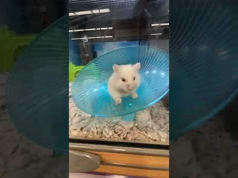 Are red eyed hamsters albino?