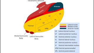 ABPP-CN: Thalamic Nuclei