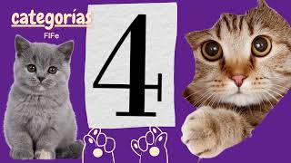 Unlocking the Secrets of the "Feline International Federation" and Its Cat Breeds!
