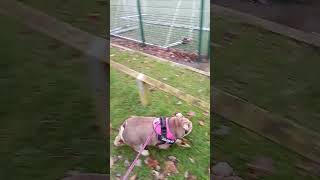 Pretty English Bulldog excited watching the football in local park dog obsessed with game Liverpool