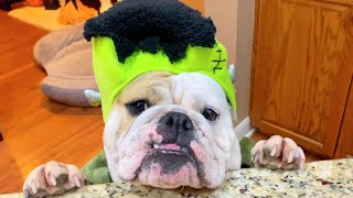 CUTE BULLDOG DRESSED in FRANKENSTEIN COSTUME for HALLOWEEN! My Funny DOG REACTS!