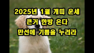 2025년 1월 개띠 운세 큰거 한방 온다  만선에 기쁨을 누려라