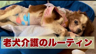 【老犬介護のルーティン】追悼・かわいい犬も必ず老いはやってくる。それでも愛おしくて堪らない。私なりの向き合い方。参考にして。@犬