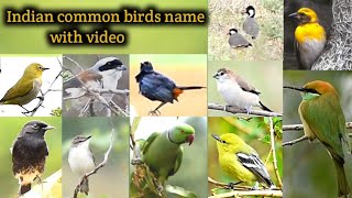 Indian common birds video and names.