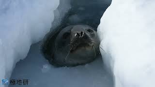 【極地研公式】氷の穴から顔を出し息をするウェッデルアザラシ Weddell Seal