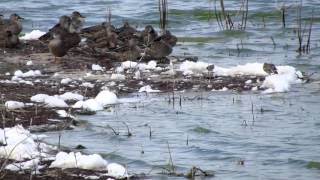 Ruff (Calidris pugnax), aggression and foraging behavior - Jacksonville FL, Oct 6, 2015