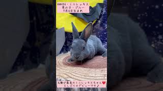 うさぎベビーちゃん♡【枚方店】#shorts