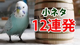 【小ネタ】カキカキ逆ギレインコ /とろける/一発かまして即逃げる/おみくじ大吉／走る…等々