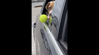 Dog Drops Ball as Soon as Owner Tells Her Not Too