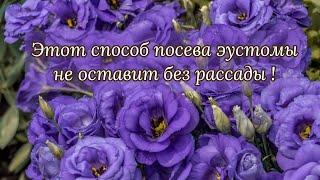 ВСЕ #СЕКРЕТЫ ПОСЕВА #ЭУСТОМЫ В ОДНОМ ВИДЕО. Основные правила при выборе семян и не только...