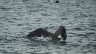 PELICANOS EN BACOCHIBAMPO